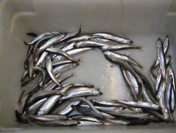 Sand lance Image