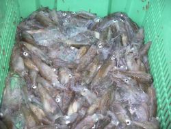 Market squid (the source of much calamari) Image