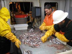 Sorting krill and small fish for study by scientific party. Image
