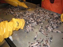 Sorting lanternfish (myctophids). Photo
