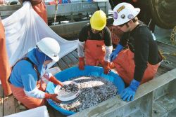 Sampling anchovy trawl catch. Image