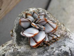 Barnacles colonizing a recovered mooring. Image