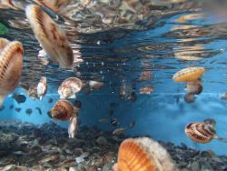Marine life Image