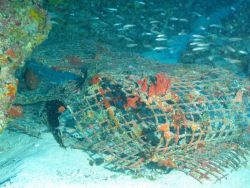 Marine debris - an old deserted fish trap now serving as habitat for a variety of species. Image