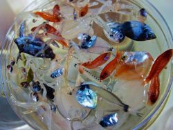 Marine Animals Image