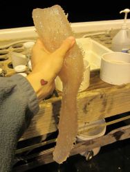Emilisa Saunders holding a pyrosome. Image