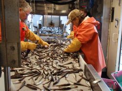Walleye pollock being separated on the conveyor belt. Image