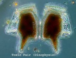 Pair of toxic dinoflagellates Image