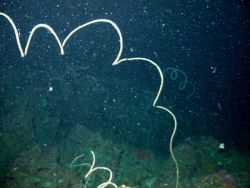 White whip (black) coral. Image