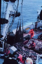Emptying the cod end of a large trawl catch into the sorting tables of the NOAA Ship MILLER FREEMAN. Image