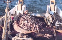 Cod end of the trawling net just after coming aboard with a catch during stock assessment surveys. Image