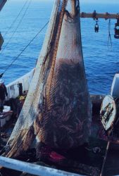 Cod end of the trawling net just before discharging fish on deck during stock assessment surveys. Image