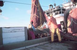 Emptying the net onto the sorting table. Image