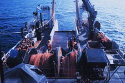 Preparing for trawling operations on the NOAA Ship MILLER FREEMAN. Image