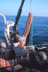Emptying the trawl net onto the sorting table on the NOAA Ship MILLER FREEMAN. Image