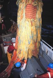 Emptying the catch on the sorting table Image