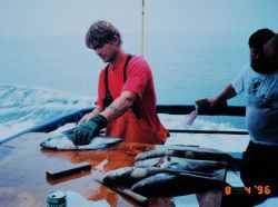 Mate filleting pollock after an offshore bottom fishing trip to Georges Bank Image