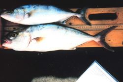 Measuring a pair of banded rudderfish during NMFS Marine Recreational Fishery Statistics Survey. Image