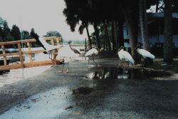 Wood storks hanging out at Mary's Fish Camp near the cleaning table Image