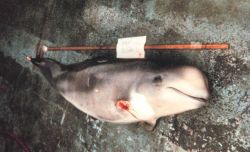 Marine mammal victim of entanglement. Image