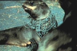 Entangled fur seal Image