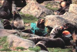 Entangled fur seal Image