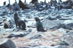 Entangled fur seal Image