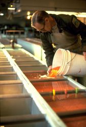 Working in Oregon fish hatchery, pouring bucket of salmonid eggs into tank Image