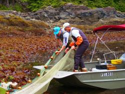 Beach seining - pulling beach seining into boat to set up for another set. Image