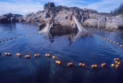 Cliff seining - retrieving a cliff seine near Sitka. Image