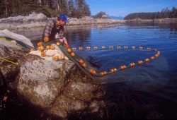 Cliff seining - finishing up the retrieval of a cliff seine near Sitka. Image