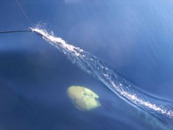 Acoustic fine being towed at about 7 knots during an acoustic survey Image