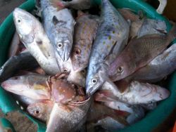 Mixed species from a catch. Image