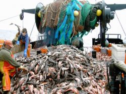 A mountain of dogfish caught during a trawl survey. Image