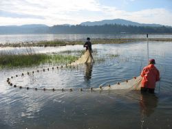 Columbia River Estuary seine sampling for juvenile Chinook salmon for mark- recapture to evaluate residency time Image