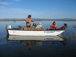 Columbia River Estuary seine sampling for juvenile Chinook salmon for mark- recapture to evaluate residency time Image