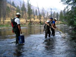 Electro-shocking for juvenile wild salmon (parr) to PIT-tag for mark recapture study in Salmon River drainage in Idaho wilderness. Image