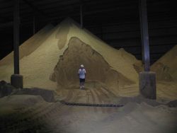Beaufort NMFS agent at fish meal plant. Image