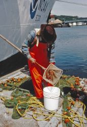 A NWFSC scientist removes juvenile salmon from a seine Image