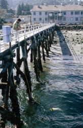 Plankton collection from the dock at the NWFSC field station at Mukilteo. Image