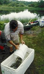 Collection of mummichog from a Rhode Island salt pond six months after an oil spill washed into the pond Image