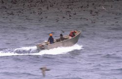 A muscular appearing dory with deep gunwhales and a high prow sets out from a commercial fishing vessel. Image