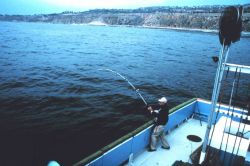 Angler fighting fish aboard charter (CPFV) vessel Image