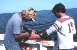 Crew filleting catch for anglers aboard charter (CPFV) vessel Image