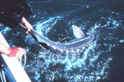 Angler pulling a white sturgeon aboard his boat Image