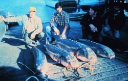 Anglers displaying catch of large white sturgeon at a small boat landing Image