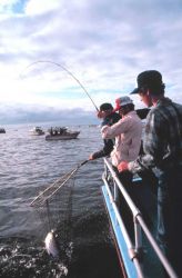 Charter vessel (CPFV) anglers netting a salmon Image