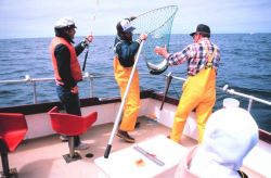 Charter vessel (CPFV) anglers netting a salmon Image