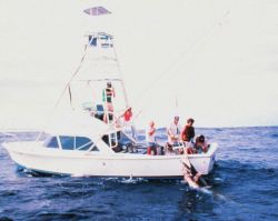 Charter vessel (CPFV) showing large marlin being brought to gaff Image