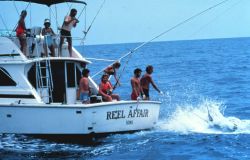 Charter vessel (CPFV) REEL AFFAIR showing large marlin being brought to the side of the boat Image